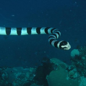 Banded Sea Krate