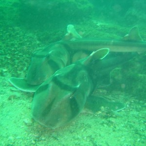 Port Jackson Sharks mating Bare Island Sydney
