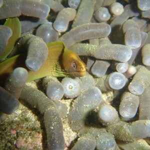 Tiny Baby green moray