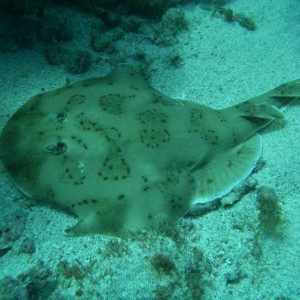 Electric Ray