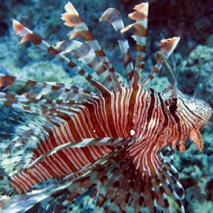 Lionfish Fiji - June 2008