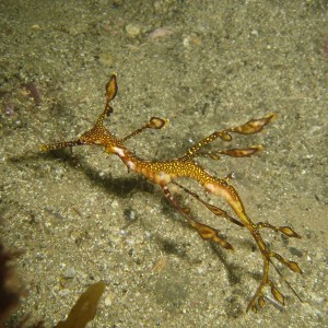 Baby Weedy Sea Dragon