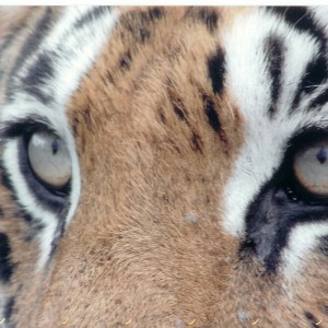 tiger stare