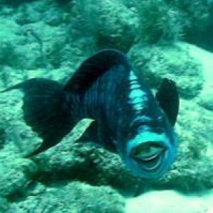 Smiling Parrotfish