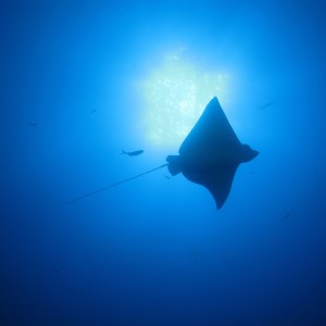 Spotted Eagle Ray Overhead On the Doc De Mille