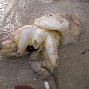 Dead cuttle fish