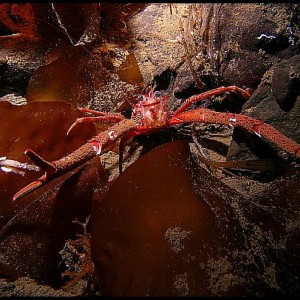 Squat Lobster