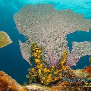 Corals on Benwood