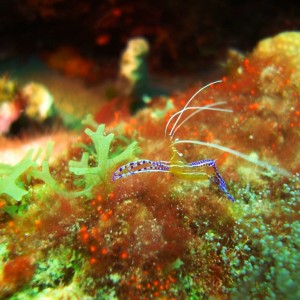 Dragon's Curacao...shrimp