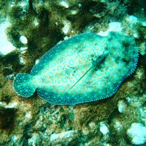 Dragon's Curacao...peacock flounder