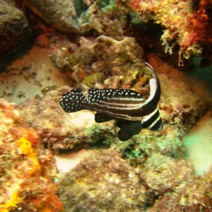 Dragon's Curacao, spotted Drum adult