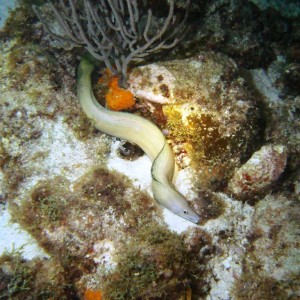 Dragon's Curacao, juvenile moray eel