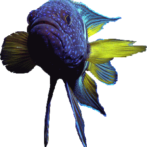 BlueDevilFish