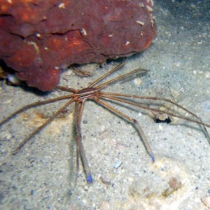 Gulf - Clearwater - Arrow Crab