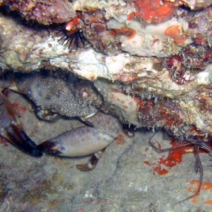 Gulf - Clearwater - Hangin under the Ledge