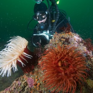 diver anemones