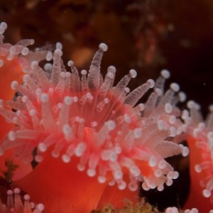 strawberry anemones