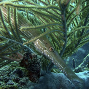 Benwood Pipefish