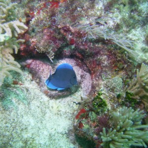 Blue Tang in Cancun