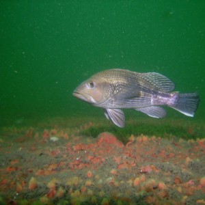 Fish on the Zane Gray in the Outer Banks