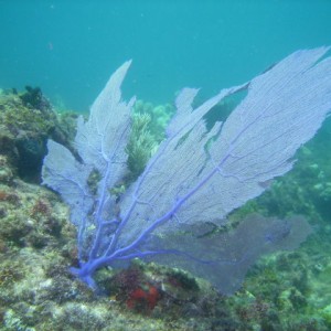 Sea Fan in Cancun