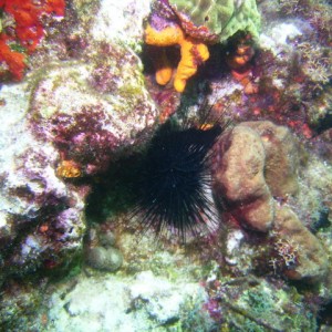Sea Urchin in Cancun