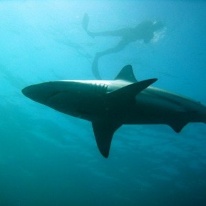Shark_10