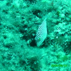 2008-08-01_16_White_Spotted_Pufferfish_1280x960_