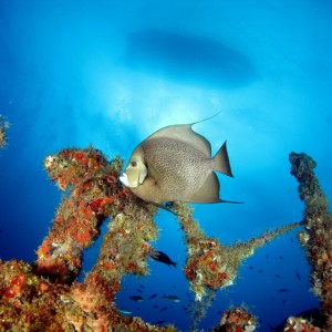 Gray Angelfish On The Wreck Of The Captain Dan