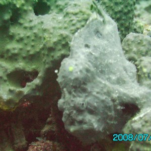 Frogfish on Bari Reef