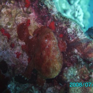 Bari Reef Red Frogfish