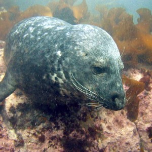 Isles of Shoals Seal Dive 080308