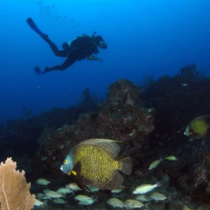 French Angelfish & Diver in Delray Beach