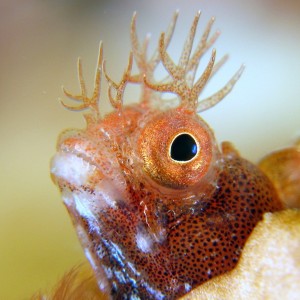 Red Roughhead Blenny - 2