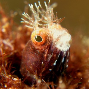 Red Roughhead Blenny - 4