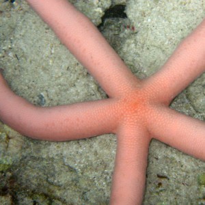 pinkstarfish01