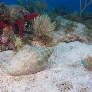 Conch on French's reef