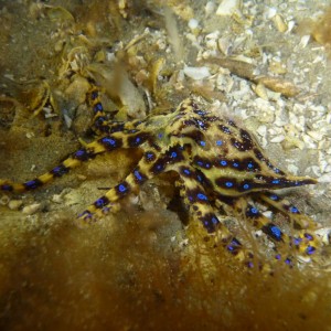 Blue-Ring Octopus (Hapalochlaena maculosa)