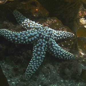 starfish7