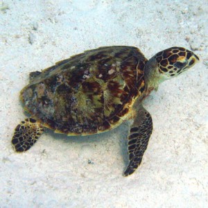 Young turtle