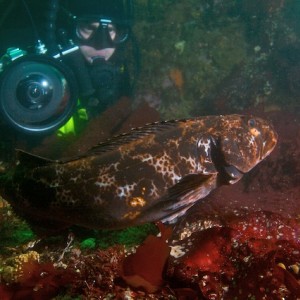 Sonoma Diver and Lingcod