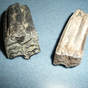 Fossils from Venice Florida