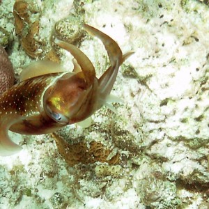 squid32