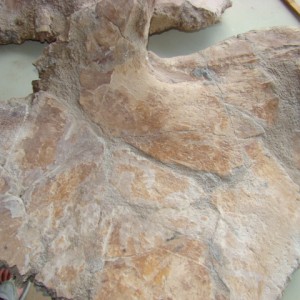 Fossil Land turtle