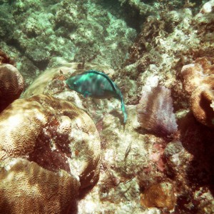 miscparrotfish