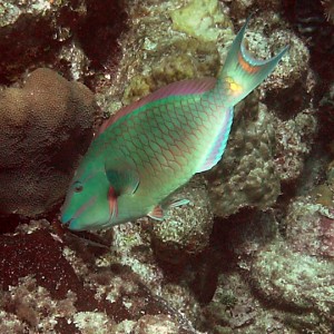 nicemaleparrotfish1