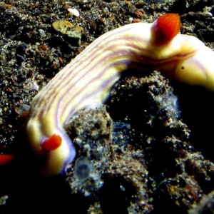 Nudibranch - Hypselodoris zephyra