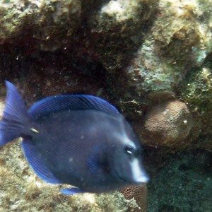 bluefish3