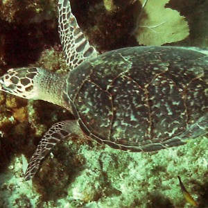 turtle313