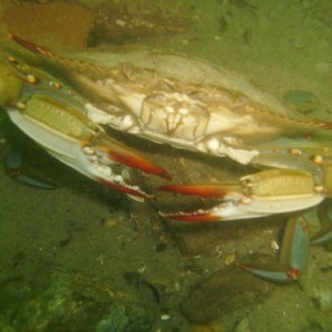 Female Blue Crab